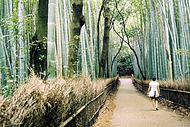 Bien que le bambou ne soit pas un arbre du point vue botanique, on parle de forêt de bambou (Arashiyama, Kyoto, Japon).