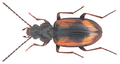 Bembidion femoratum