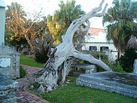 The Bermuda cedar used as a belfry when St. Peter's Church was first built was toppled by a storm in 2003. Bermuda Cedar belfry tree in Bermuda.jpg