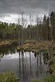 Bubių-Padubysio miškai (pelkė Paraudžių miške)