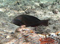 Un poisson-perroquet des carolines (Calotomus carolinus) en phase initiale