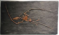 Campylognathoides liasicus cast - University of California Museum of Paleontology - Berkeley, CA - DSC04685.JPG