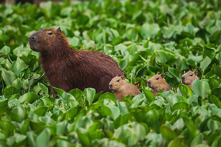 Капибара (Hydrochoerus hydrochaeris) с детёнышами