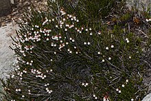 Cassiope mertensiana 9193.JPG