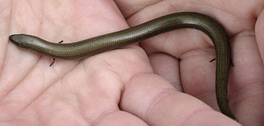 Italian three-toed skink