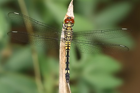 Chalcostephia flavifrons, by Muhammad Mahdi Karim