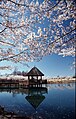 Lakeside Gazebo on Lake Caroline at cherry blossom time
