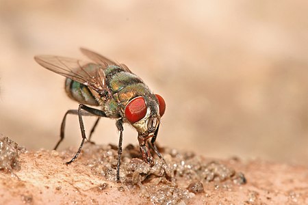 Chrysomya albiceps feeding, by Muhammad Mahdi Karim