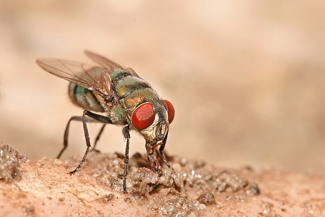 Падальная муха Chrysomya albiceps
