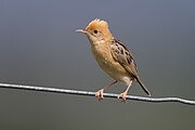 Golden-headed cisticola