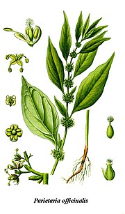 Miniatura per Parietaria officinalis