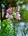 Cleome hassleriana in Gavi