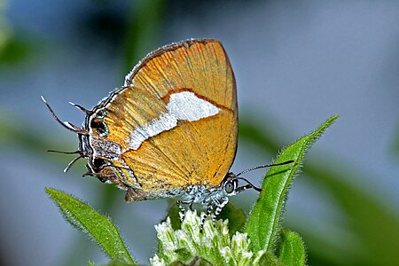 Ventral view