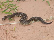 Le crotale cascabelle possède un venin plus puissant que celui du cobra de l'Inde.ou crotalus durissus terrificus