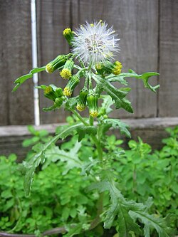 Parastā krustaine (Senecio vulgaris)