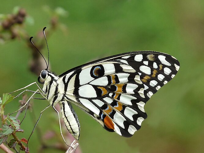 Бабочка Papilio demoleus, Кадавур, Керала, Индия