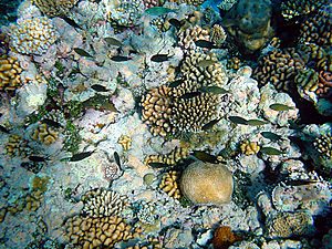 English: Coral reefs in Papua New Guinea