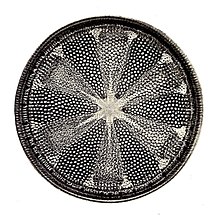 Diatom Helipelta metil.jpg