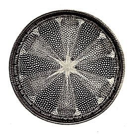 Diatom, Helipelta metil