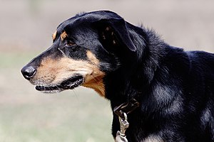 Dog on leash