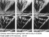 Greasy wool fibers going from wet to dry in ESEM, at room temperature. Field width 270 µm, BSE, 10 kV.