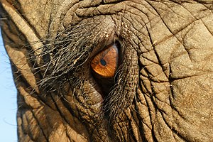 The eye of an asian elephant at Elephant Natur...