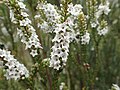 Close-up of flowers, Epacris rhombifolia