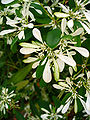 Les fleurs crème et les bractées blanches.