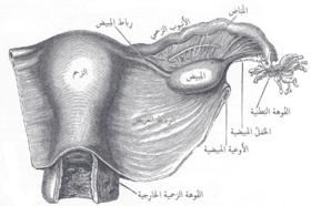 الرحم والرباط العريض الرحمي من الخلف. (الرباط الرئيسي غير مشار إليه، لكن يقع الرباط العريض في منتصف المخطط9