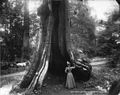 Hollow Tree in 1906
