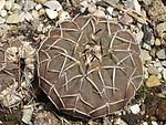 Gymnocalycium stellatum