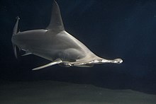 Picture of a hammerhead shark