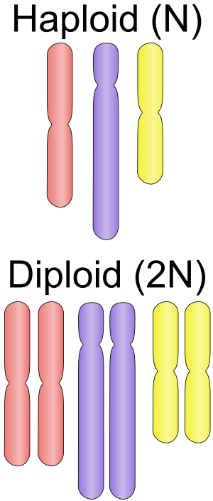 English: Illustration of the chromosomal organ...