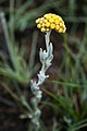 Helichrysum auronitens