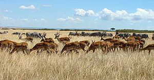 Herds Maasai Mara.JPG