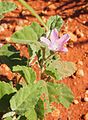 Hibscus strurtii flower.jpg