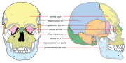 Miniatuur voor Bestand:Human skull-bg.svg