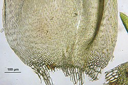 Hypnum lindbergii, bladvoet met gedifferentieerde bladhoekcellen.