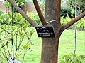 Illicium macranthum - Kunming Botanical Garden - DSC03208. 
 JPG