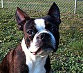 Two year old male Boston Terrier, 26lbs.