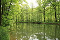 Teich an der Schleipe oberhalb Bungenroth