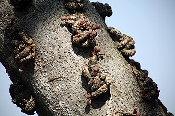 Figs on wart-like branchlets