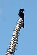 Kuifdrongo (Dicrurus forficatus)