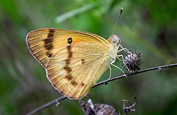 Ventral view (male)