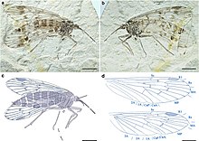 Lichnomesopsyche daohugouensis