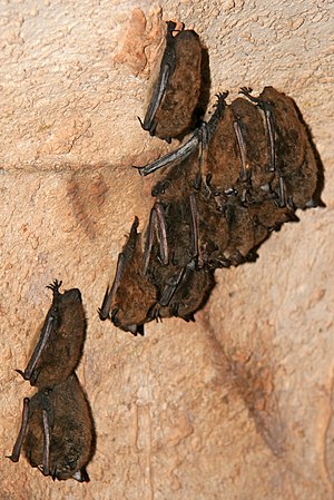 Little brown bats in Endless Caverns, Virginia...