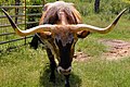 A Texas Longhorn, the featured animal of the day!