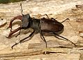 Hirschkäfer (Lucanus cervus)