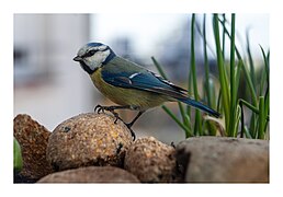 Mésange bleue se nourrissant sur une boule de graines.