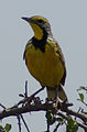 Yellow-throated Longclaw